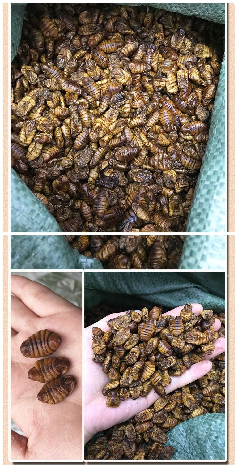 Freeze Dried Silkworm Pupae