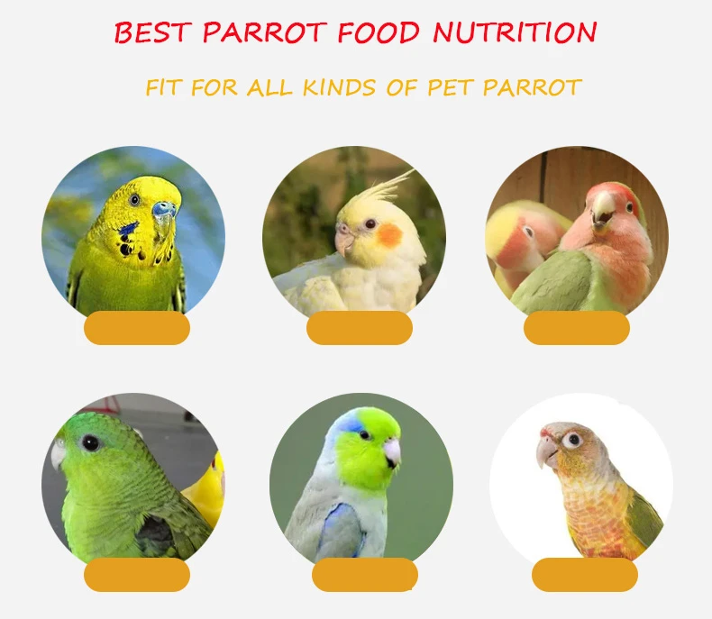 Pet parrot bird food Pet parrot bird food