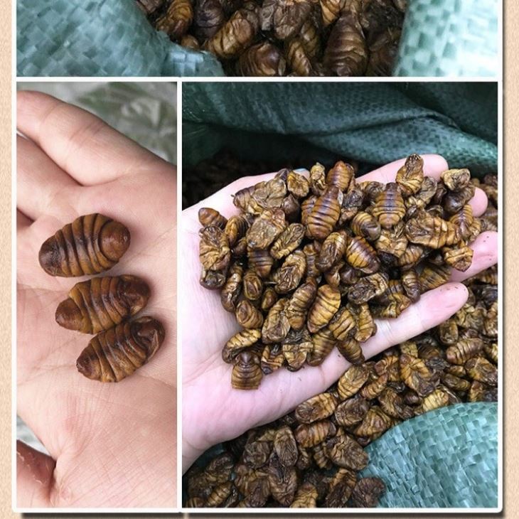 SD silkworm Pupae SD silkworm Pupae