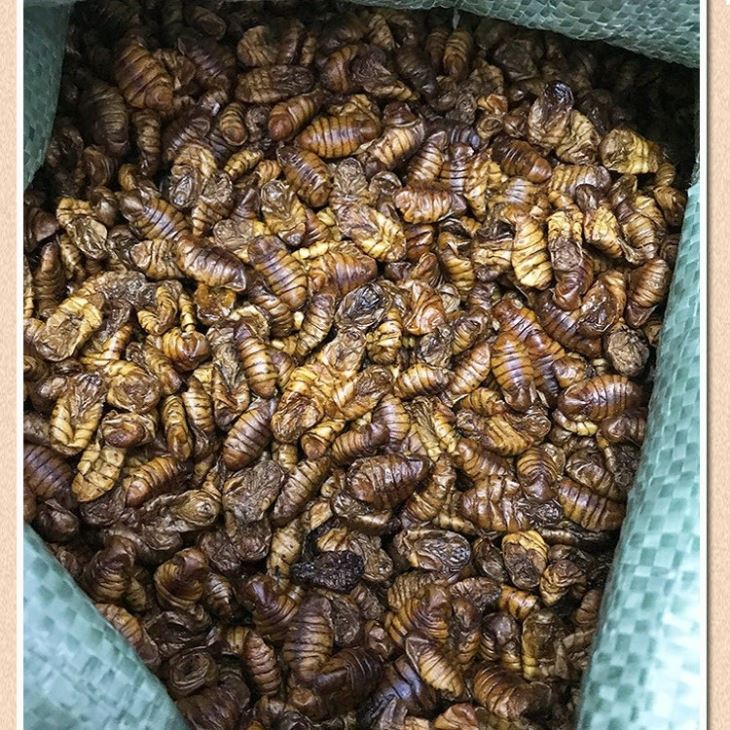 Freeze Dried Silkworm Pupae Freeze Dried Silkworm Pupae